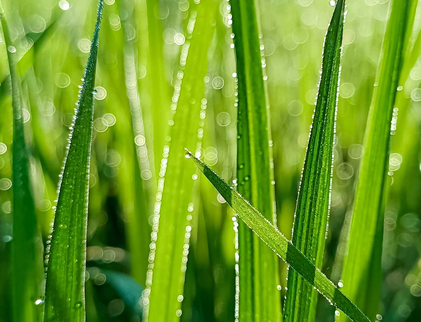 The abstract look of nature 