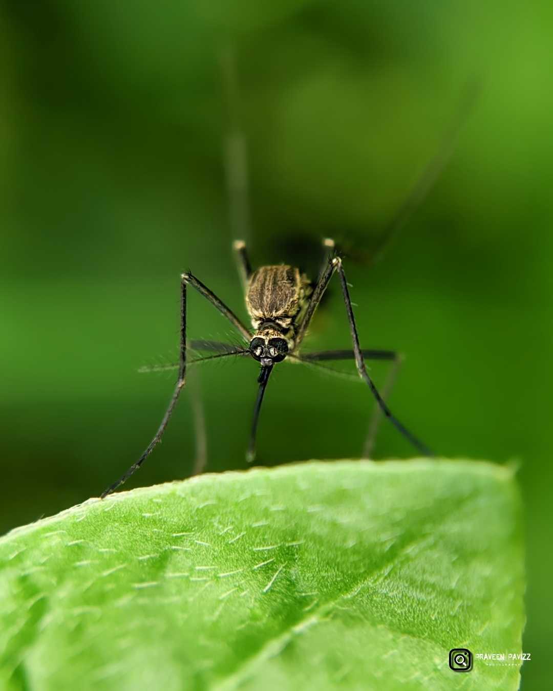 Mosquito 