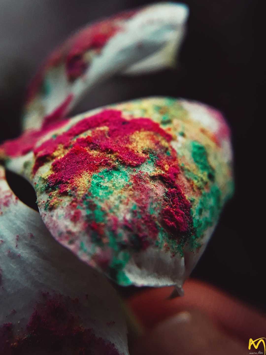 Macrophotography 