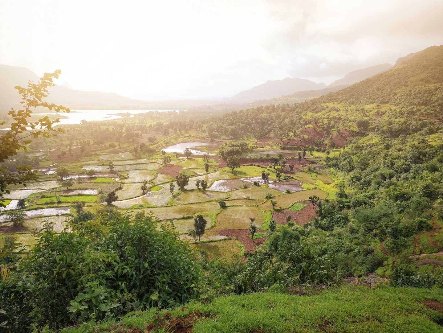 Patterned Rice Farms