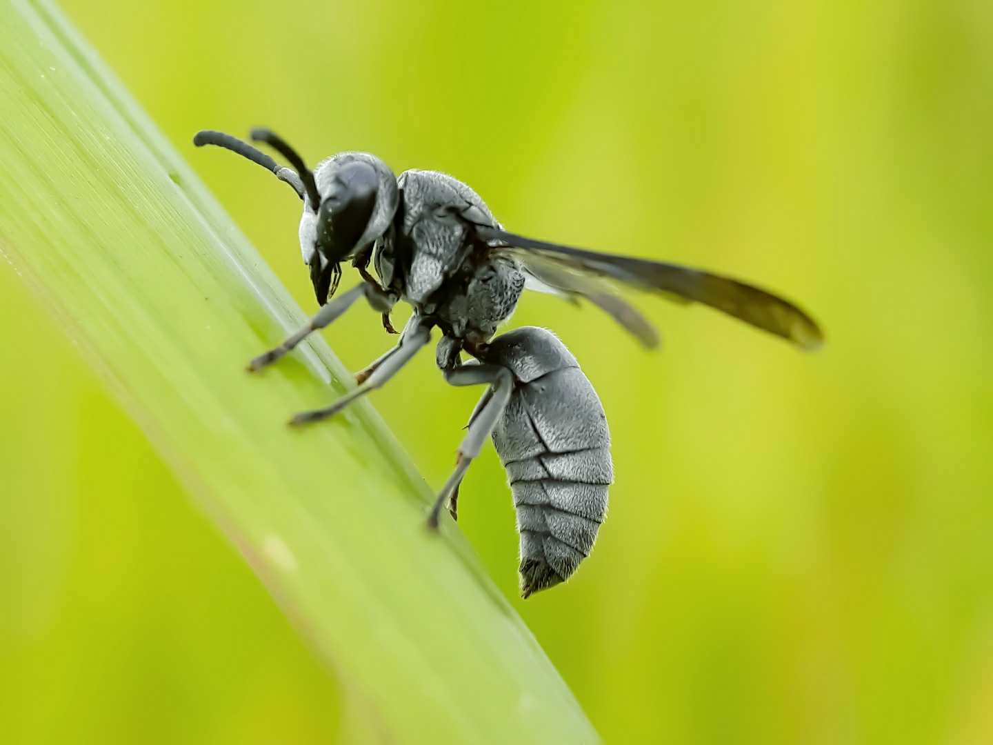 Sphex Pensylvanicus