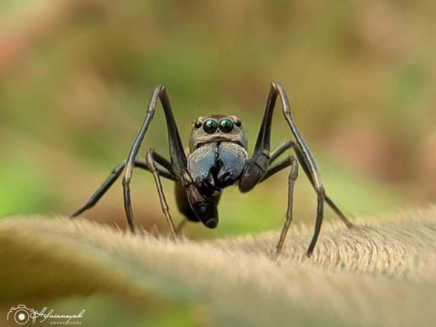 Myrmarachne 🕷️