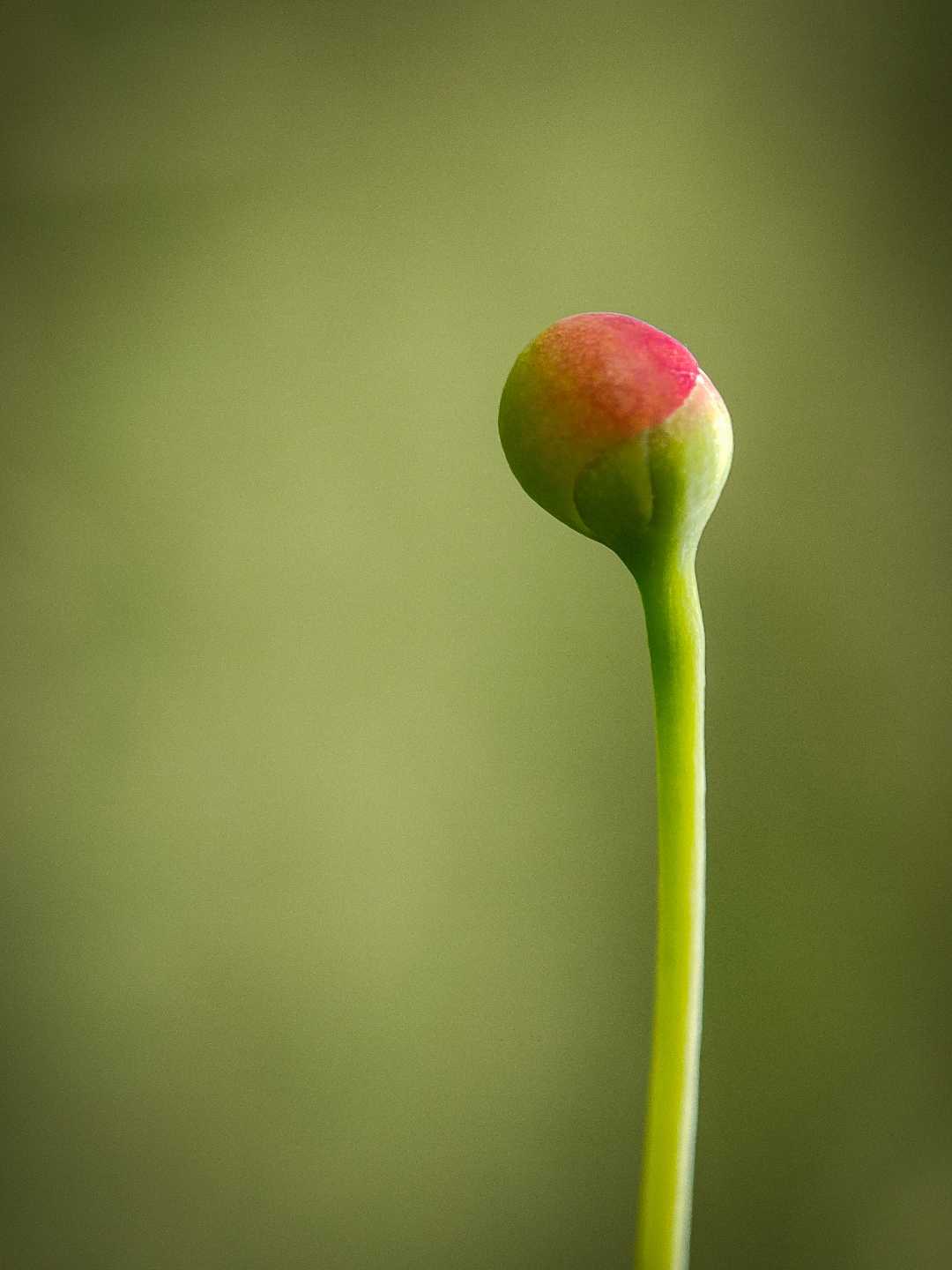 Kuncup