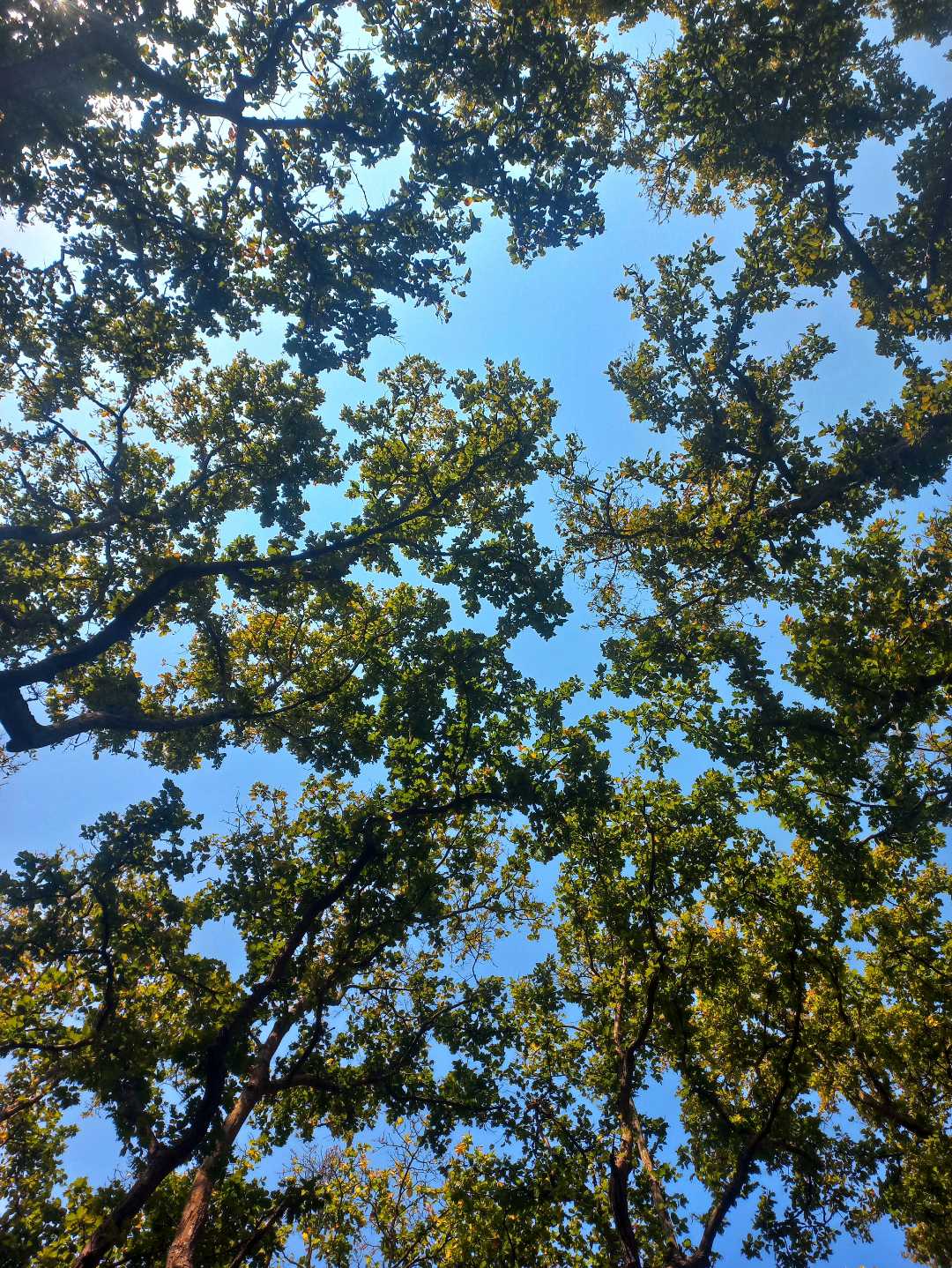 Under the fresh air
