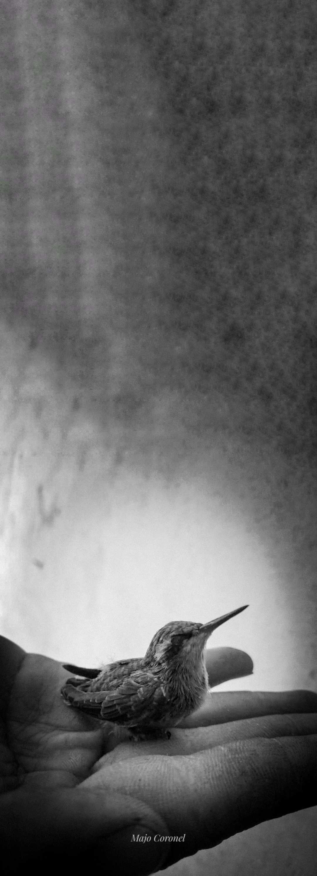 La vida en Blanco y negro