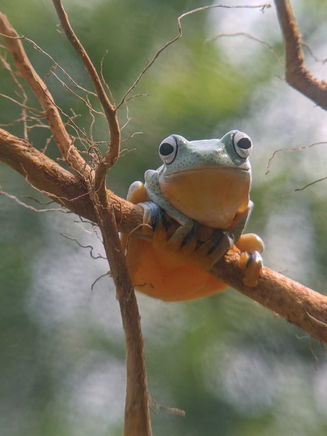 flying Frog 