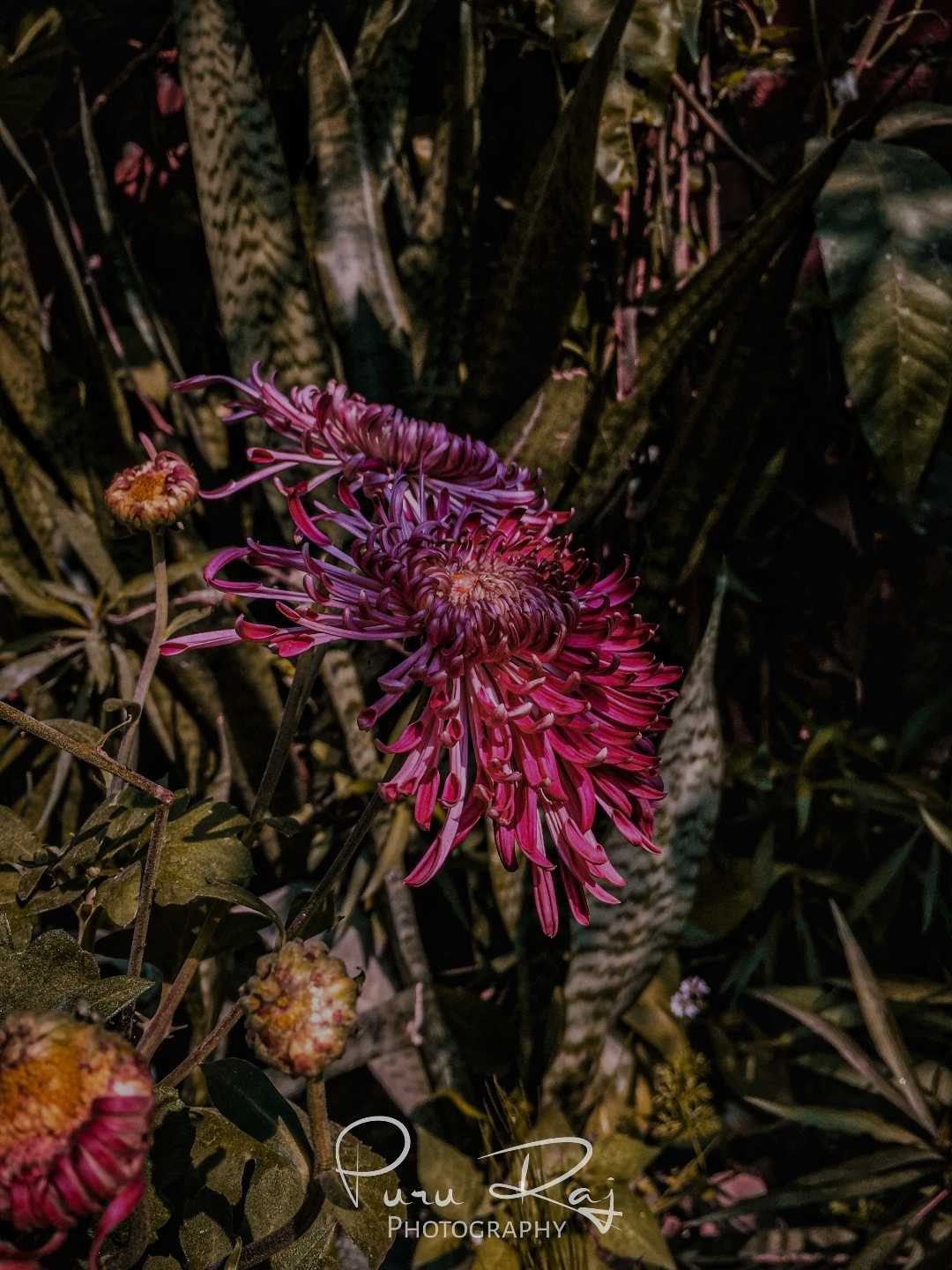 Chrysanthemum Flower 