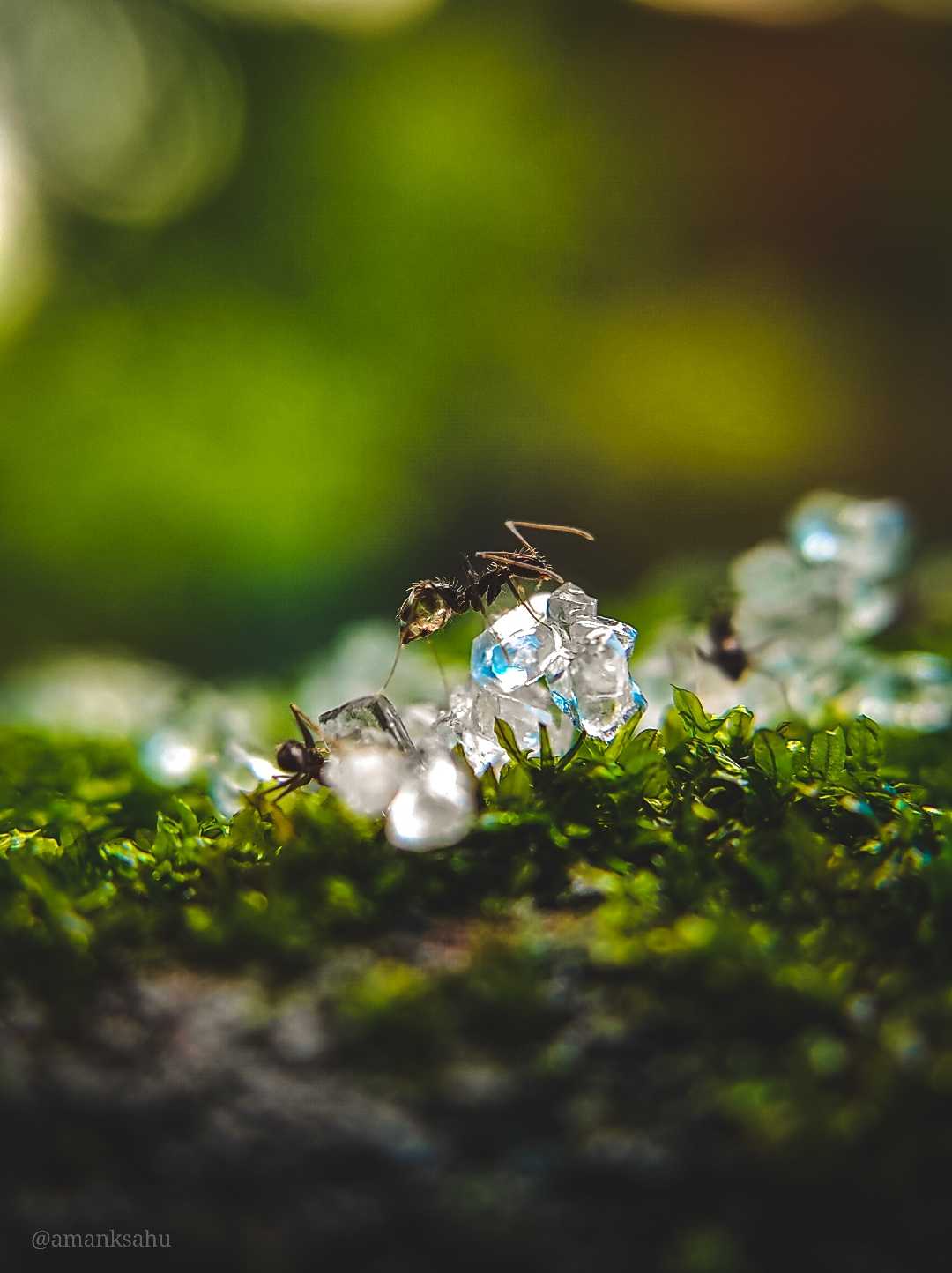 an ant
