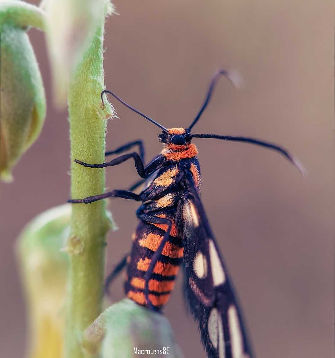 Amata Huebneri