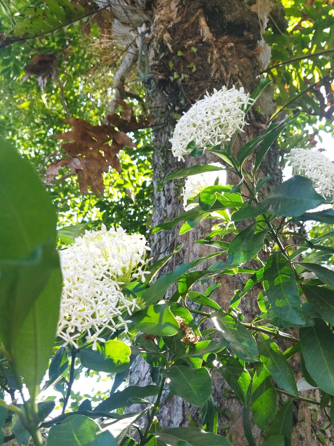 Beautiful Flowers 🌼