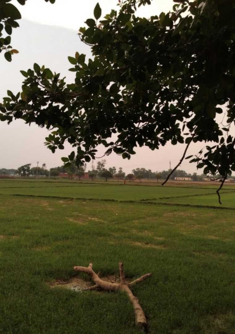 Greenary fields