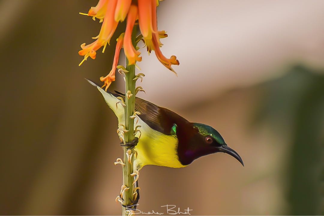 Mr Colourful.