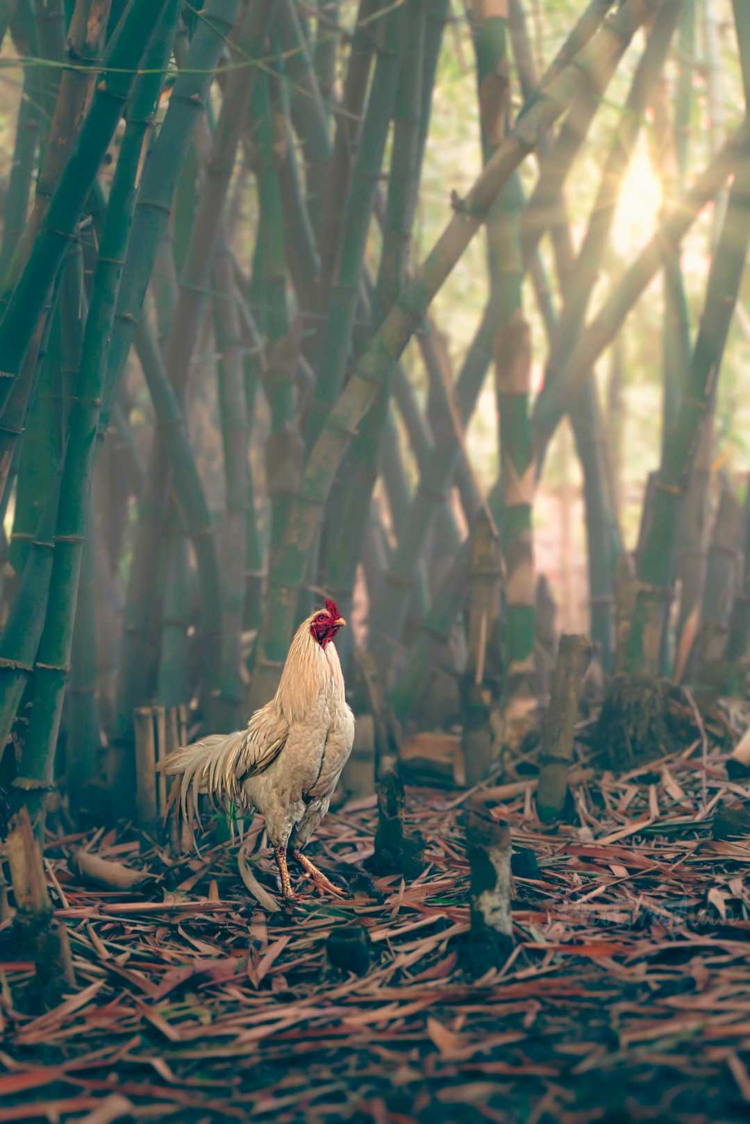 Hutan Bambu Warung Bongkok