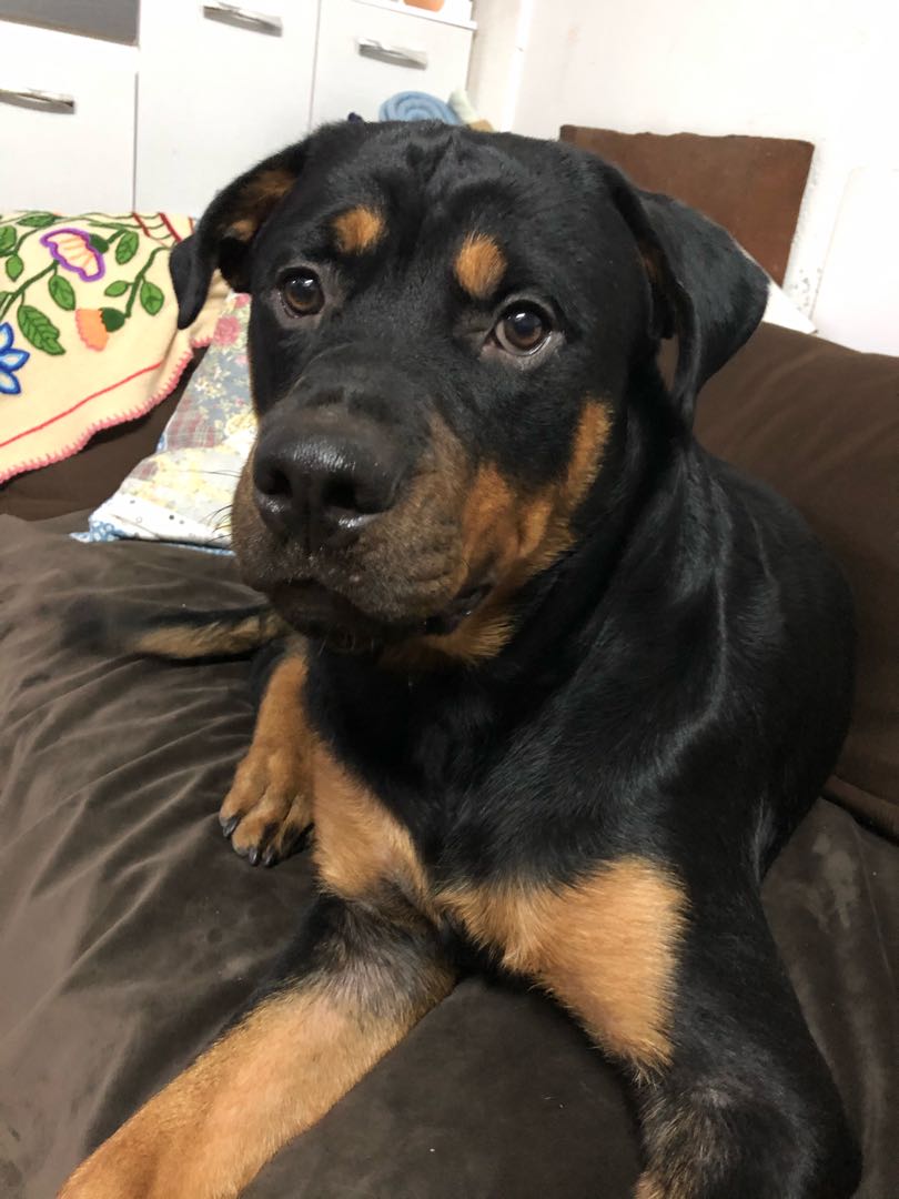 My Rocky