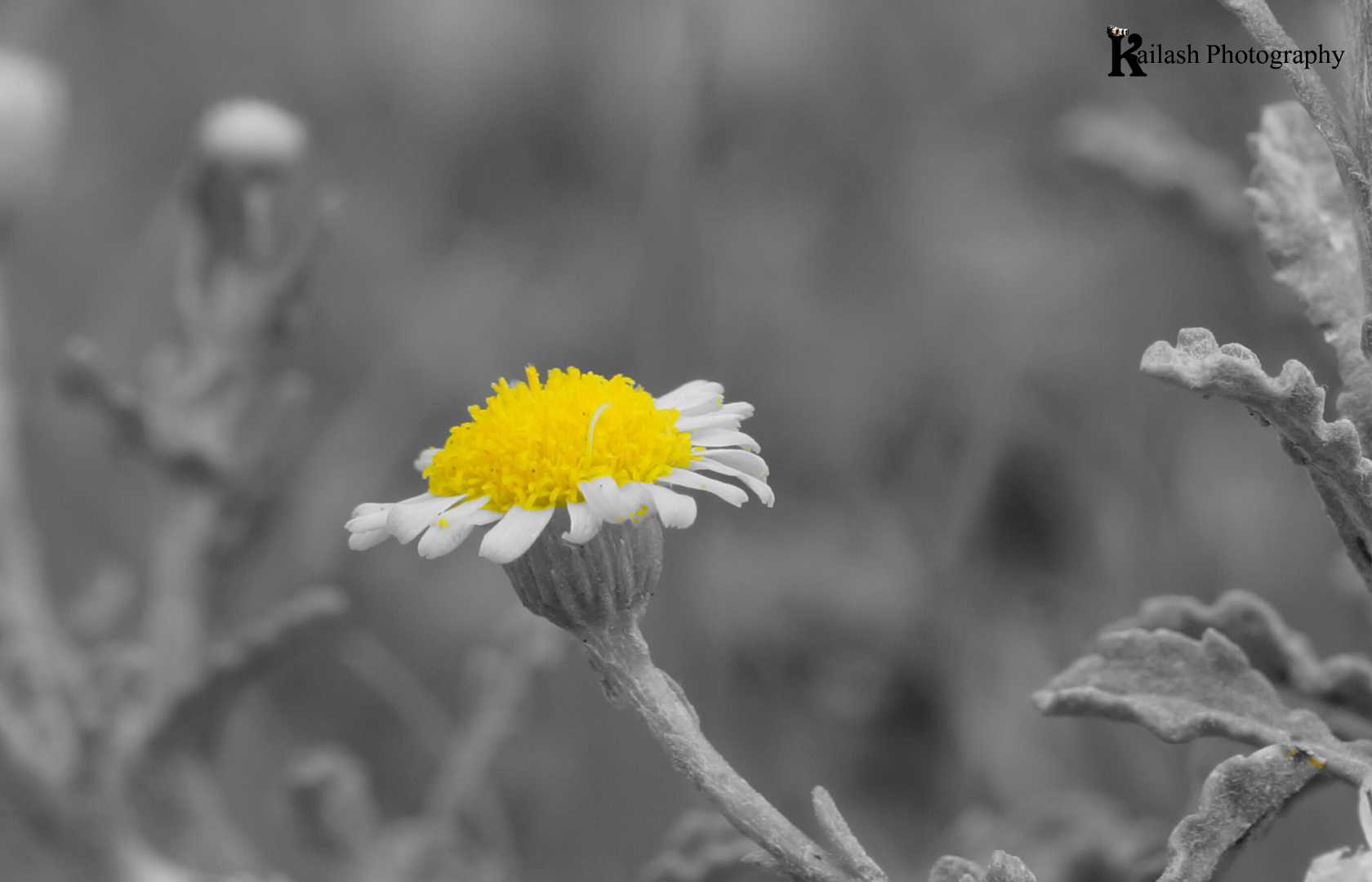 natural photo