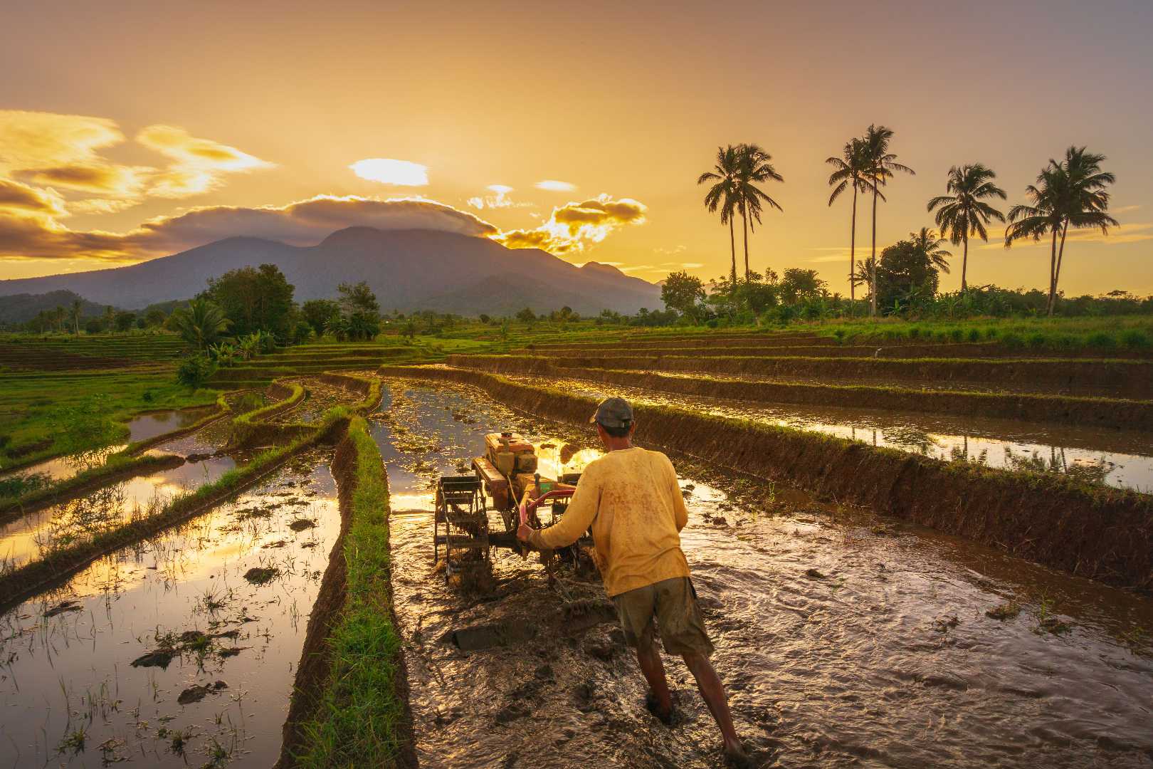 farmers in the morning are plowing the fields