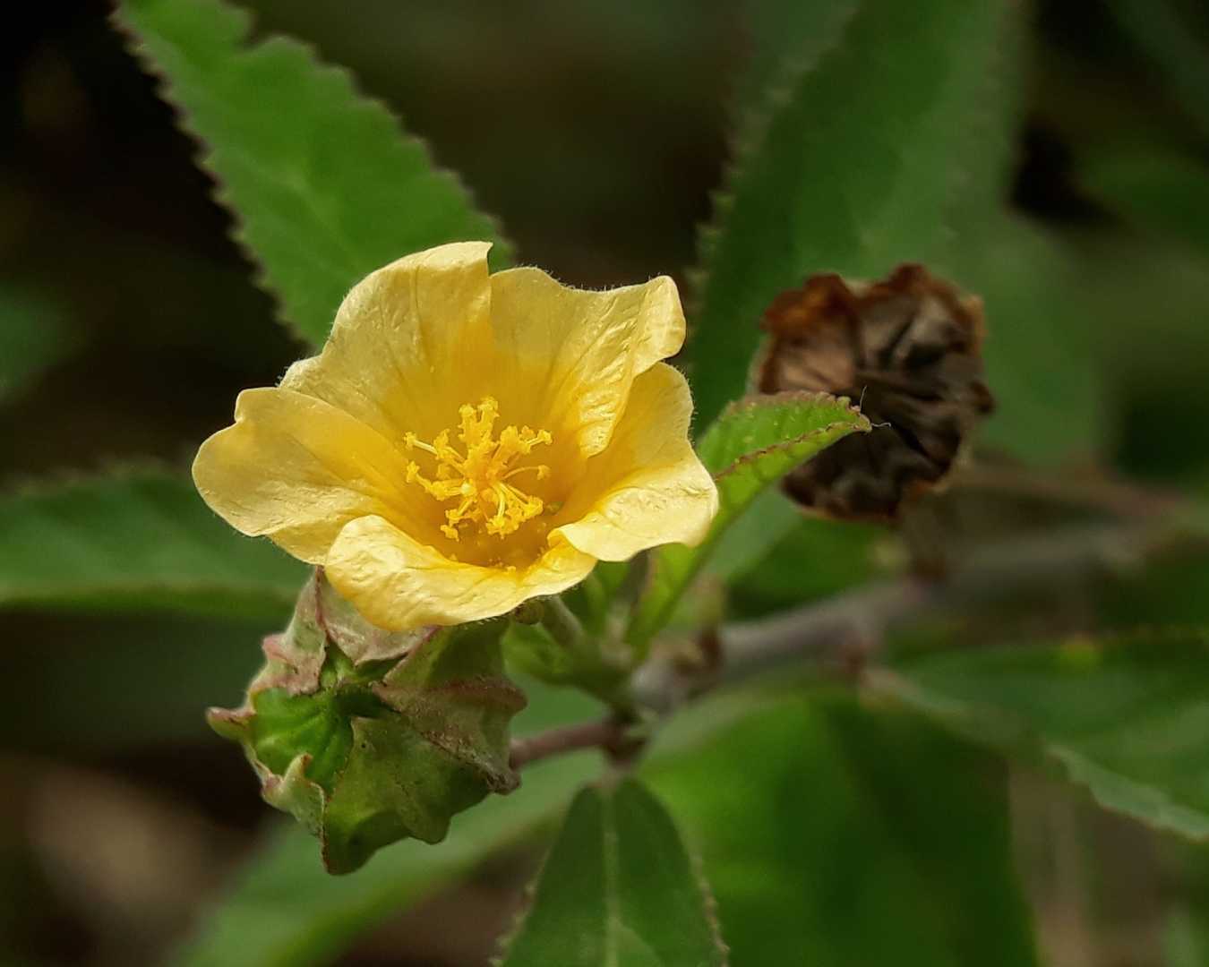 Galunggang (Sida Acuta)
