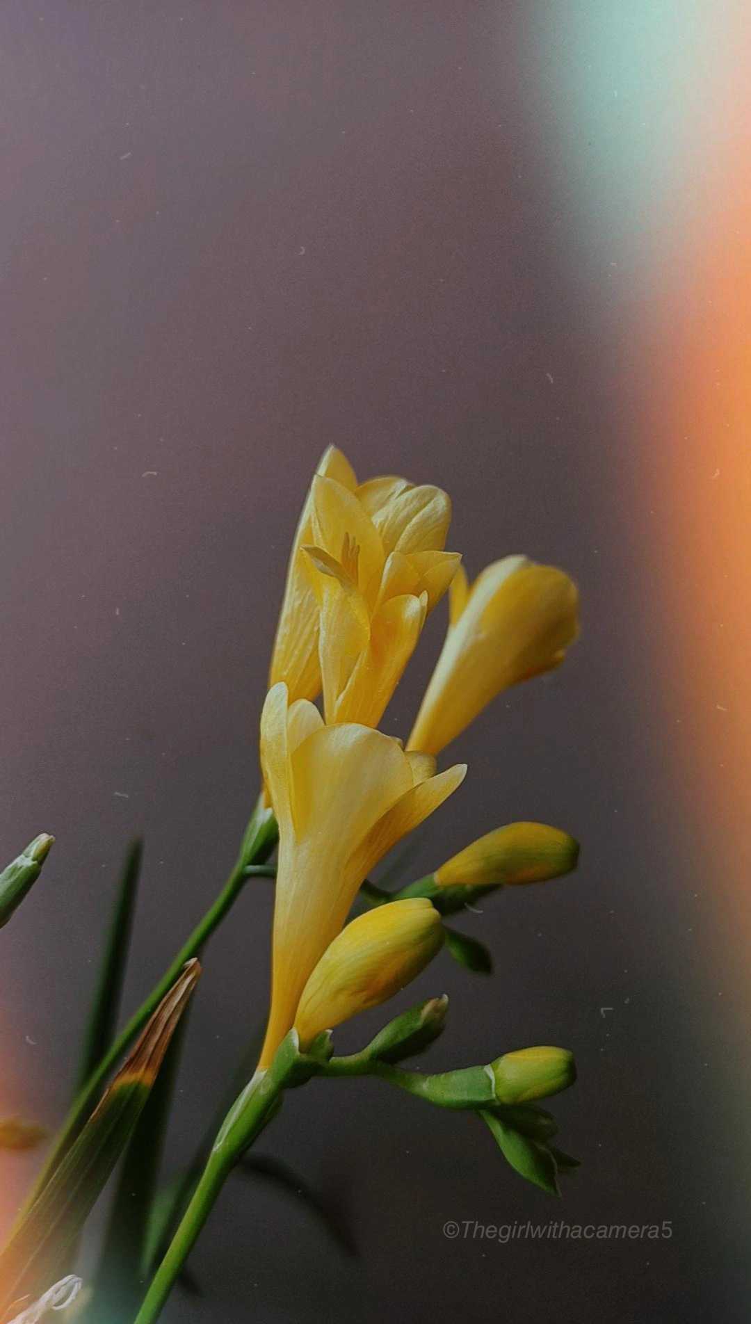 💛