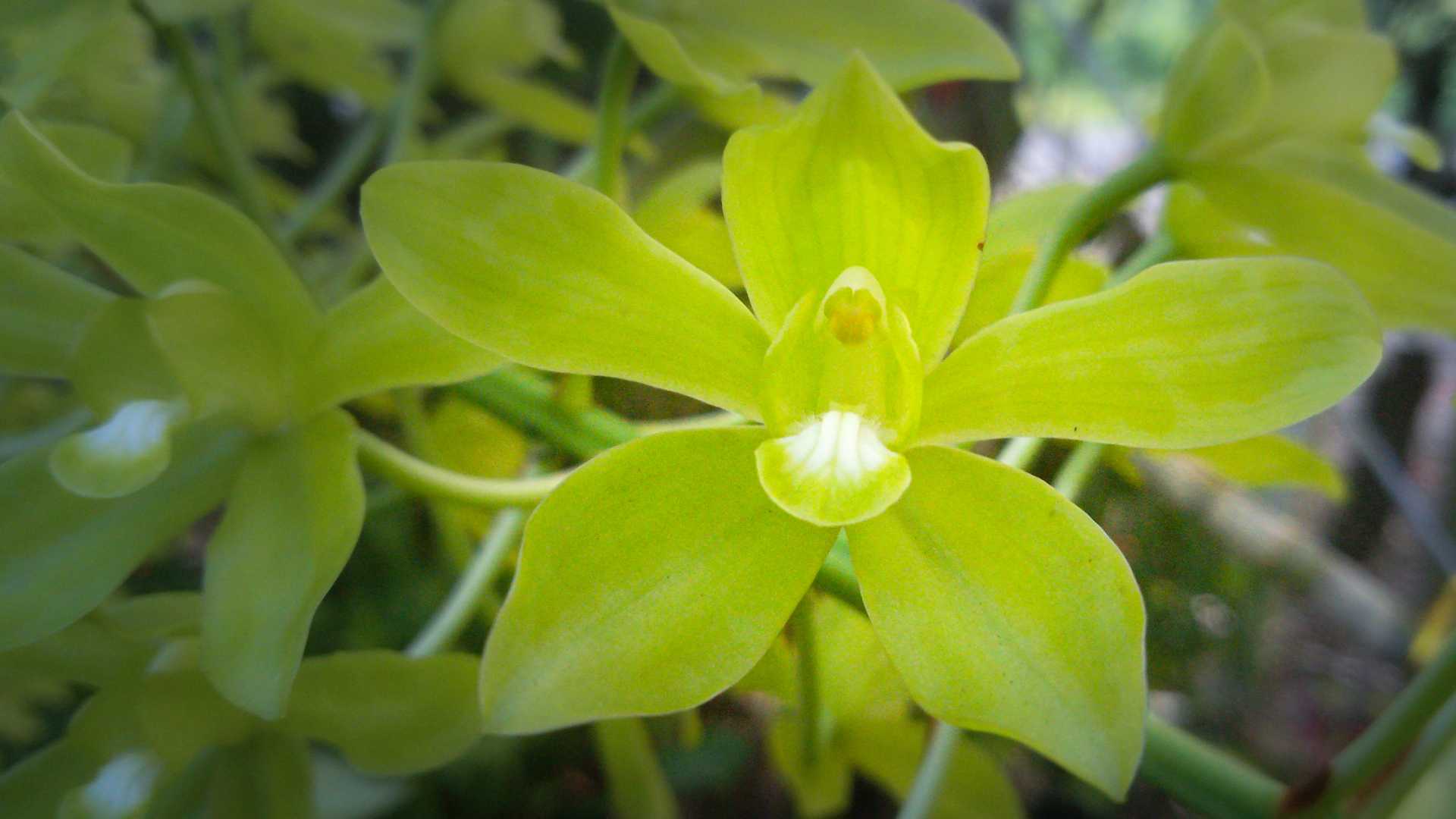 Grammatophyllum Scriptum