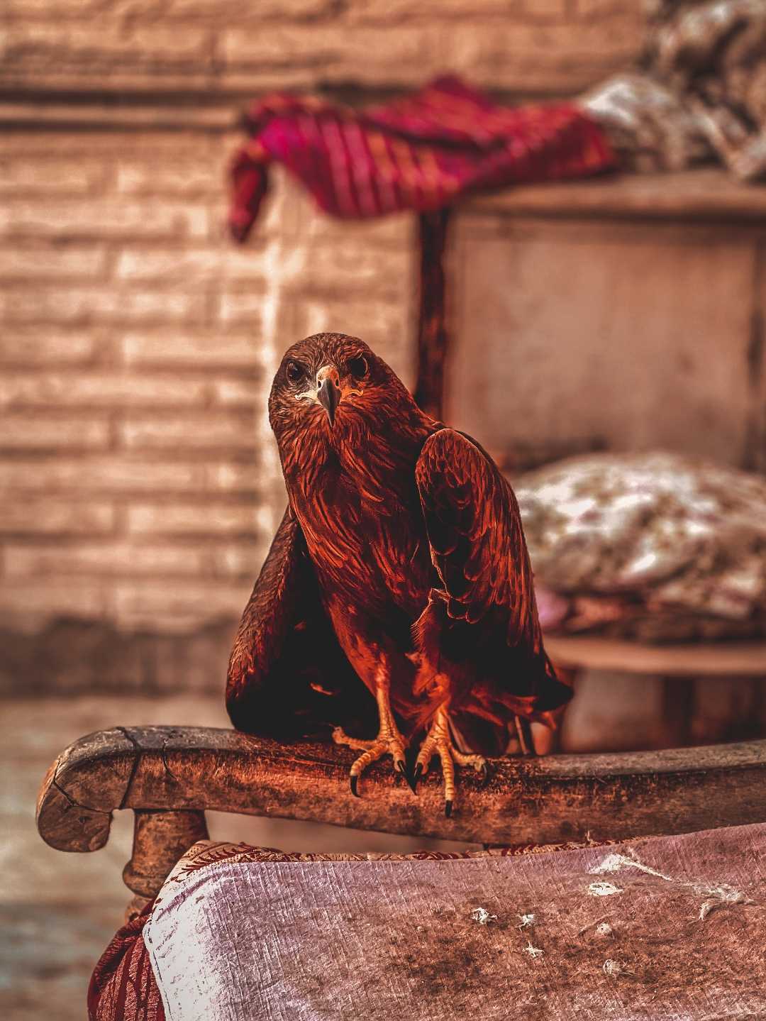 Eagle🦅