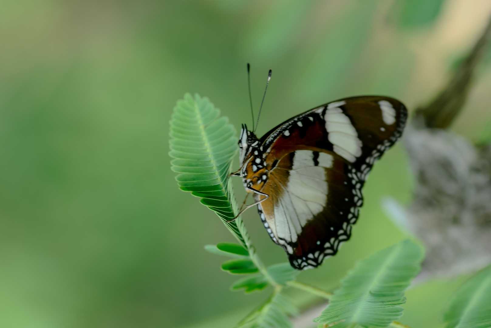 Hypolimnas misippus