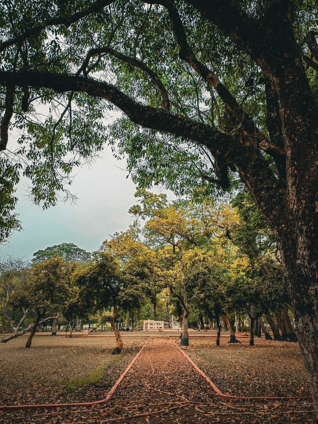 The Forest 