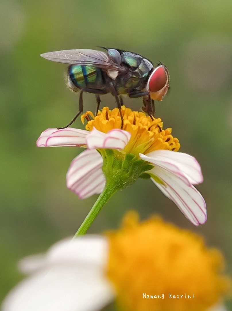 Flies