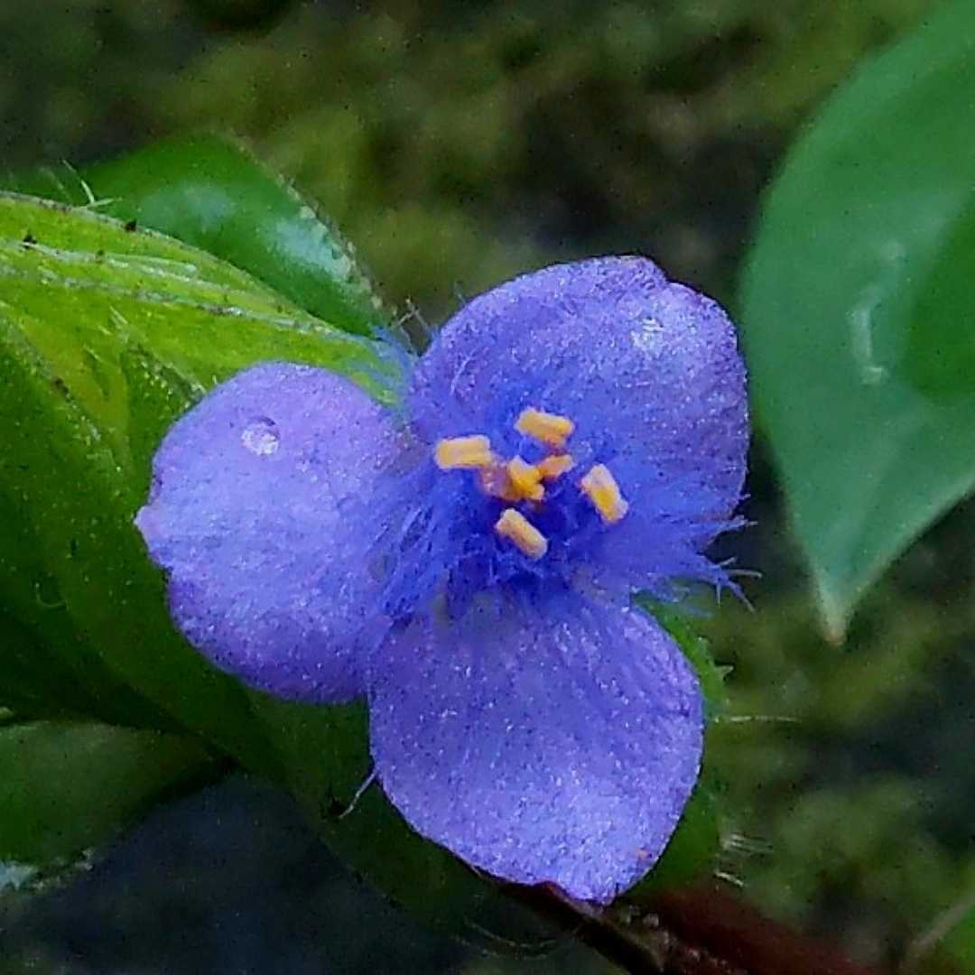macro world