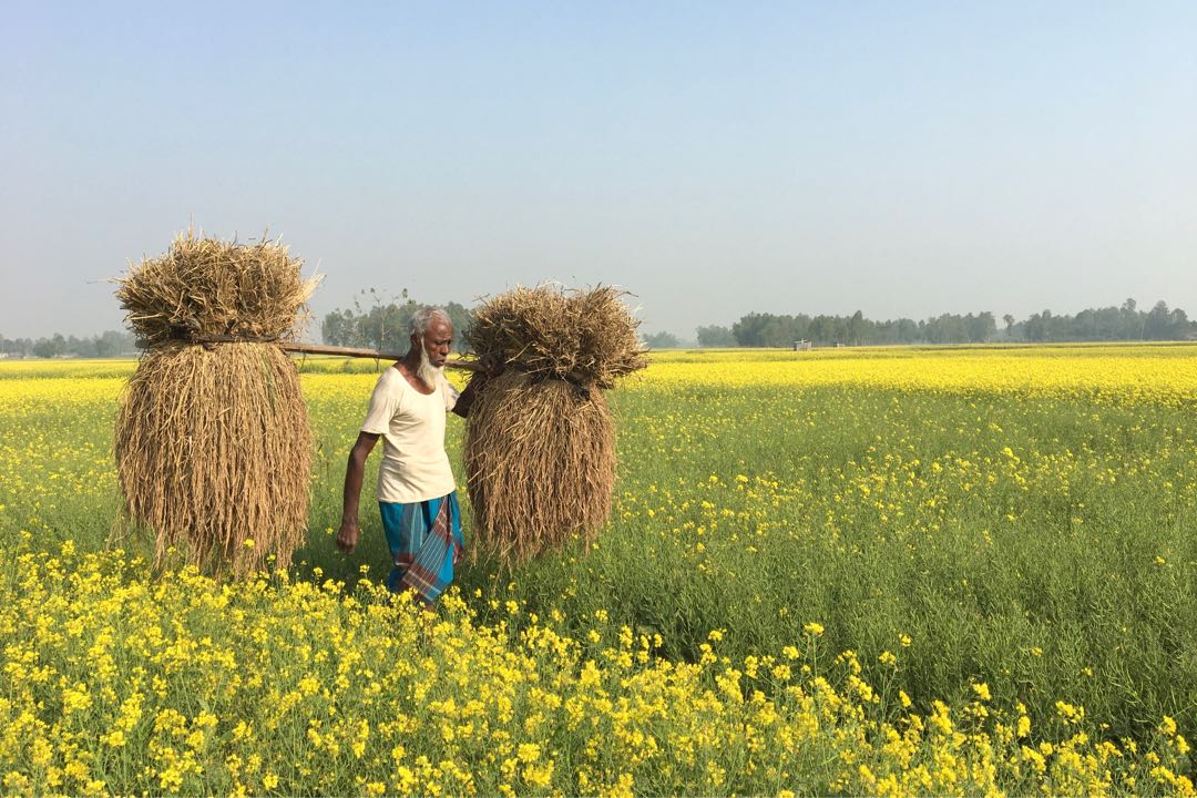 Farmer 