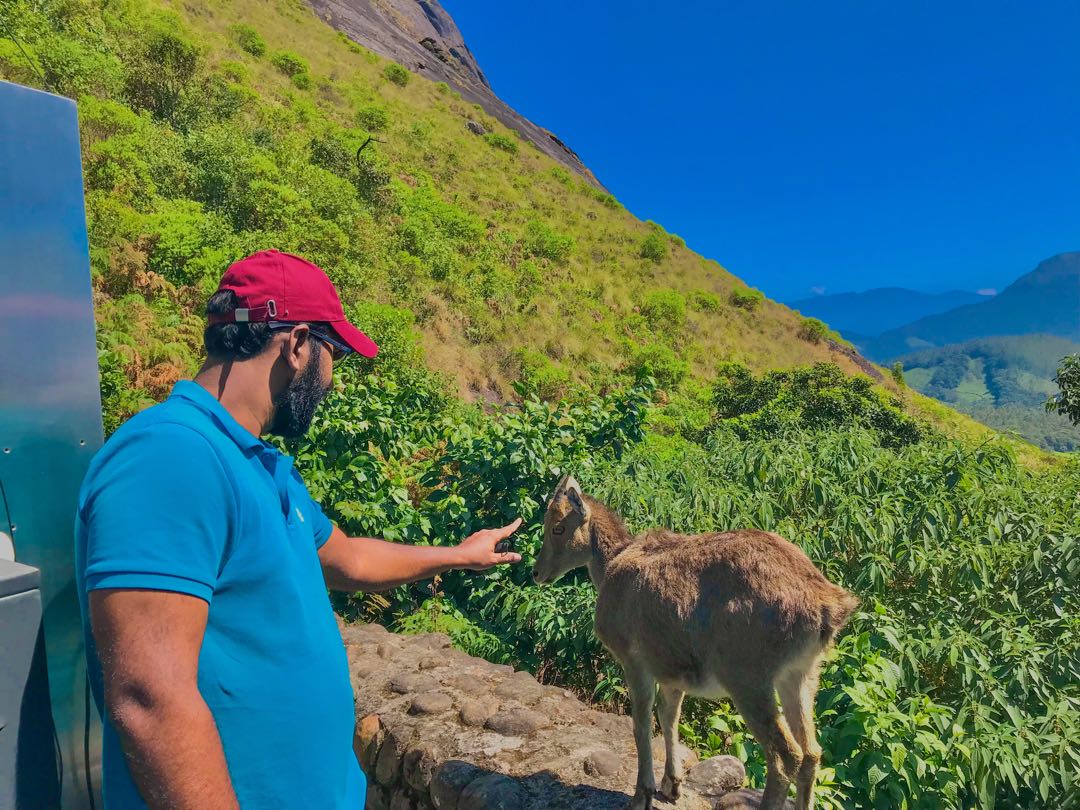 Eravikulam National Park