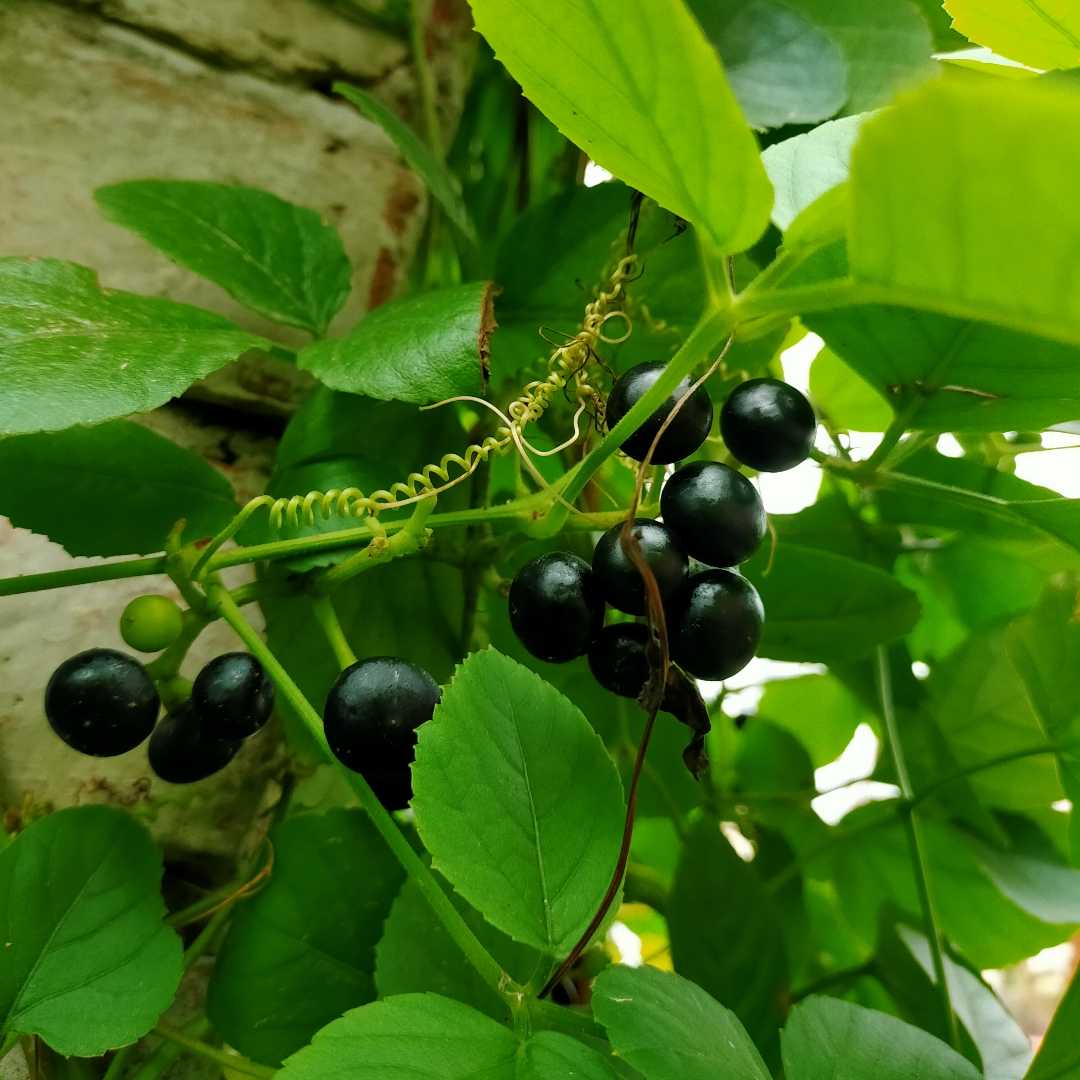 Jangal Berry 