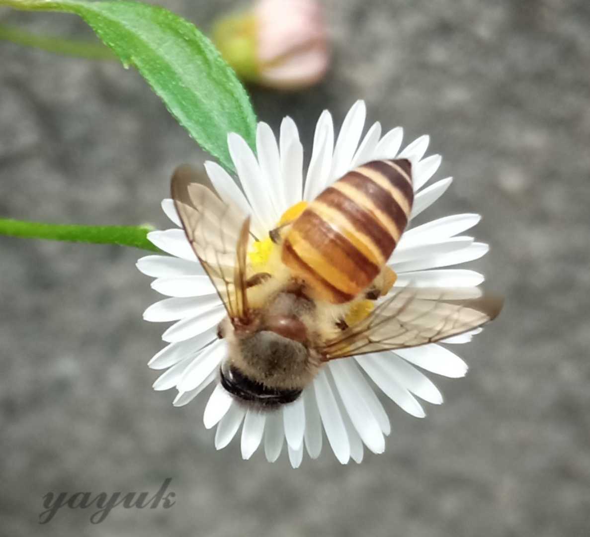 Sedang Asyik