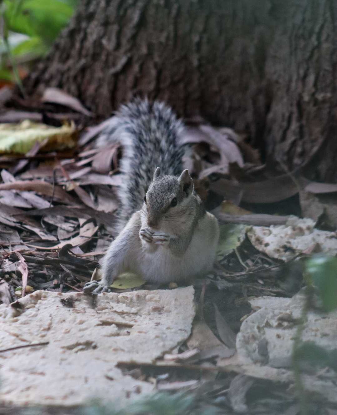 Morning munching! 🥜🍪🐿️