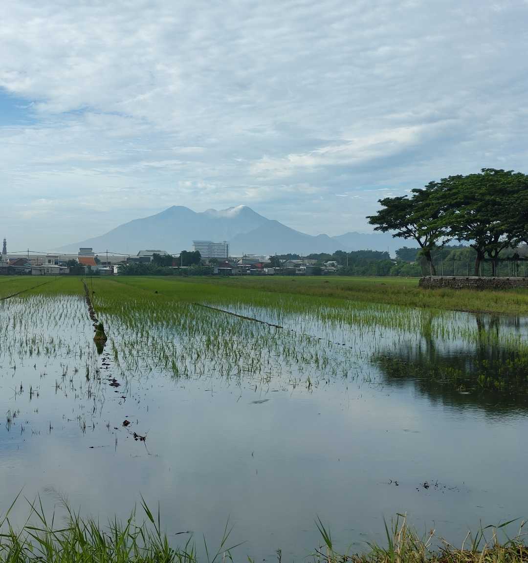 sawah 