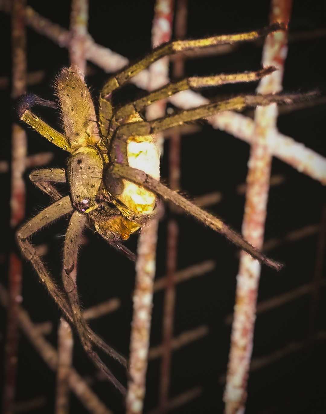 Huntsman Spider