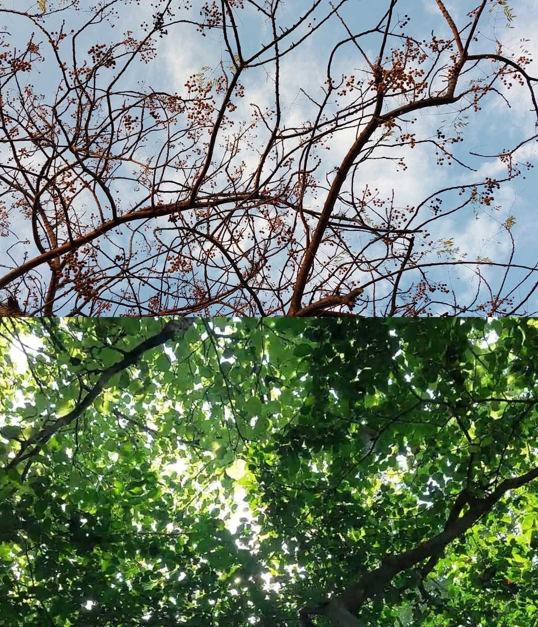 nature