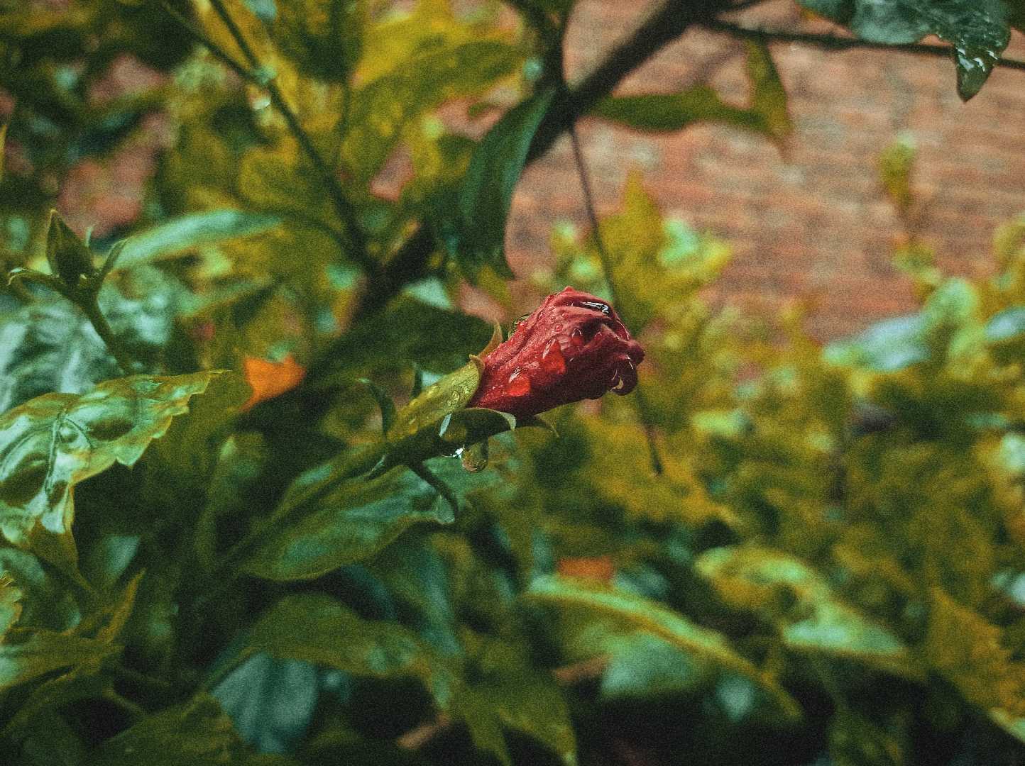 Growing 