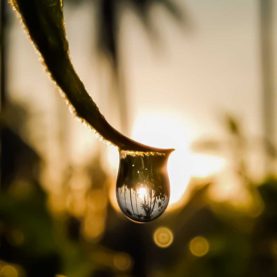 Morning drop and The Reflection Inside 