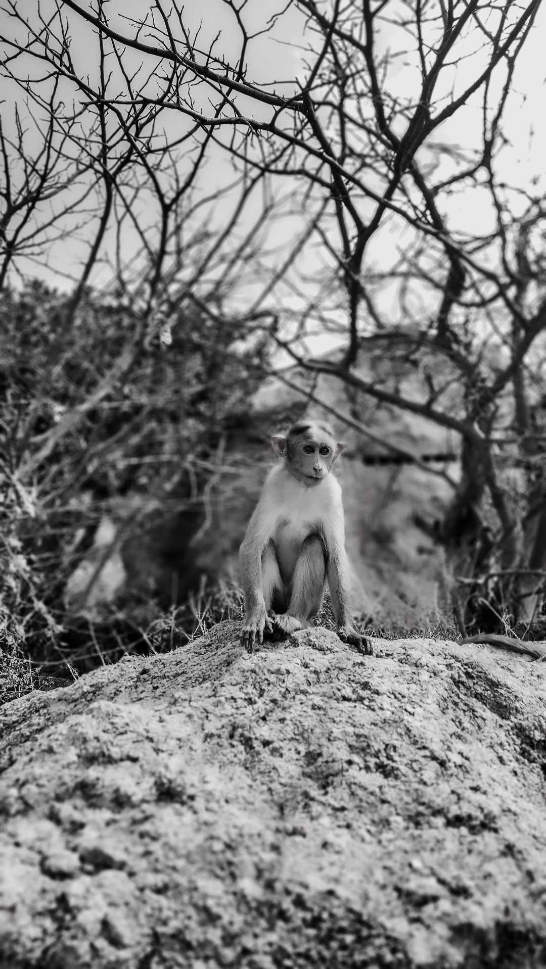 Monkey🐒