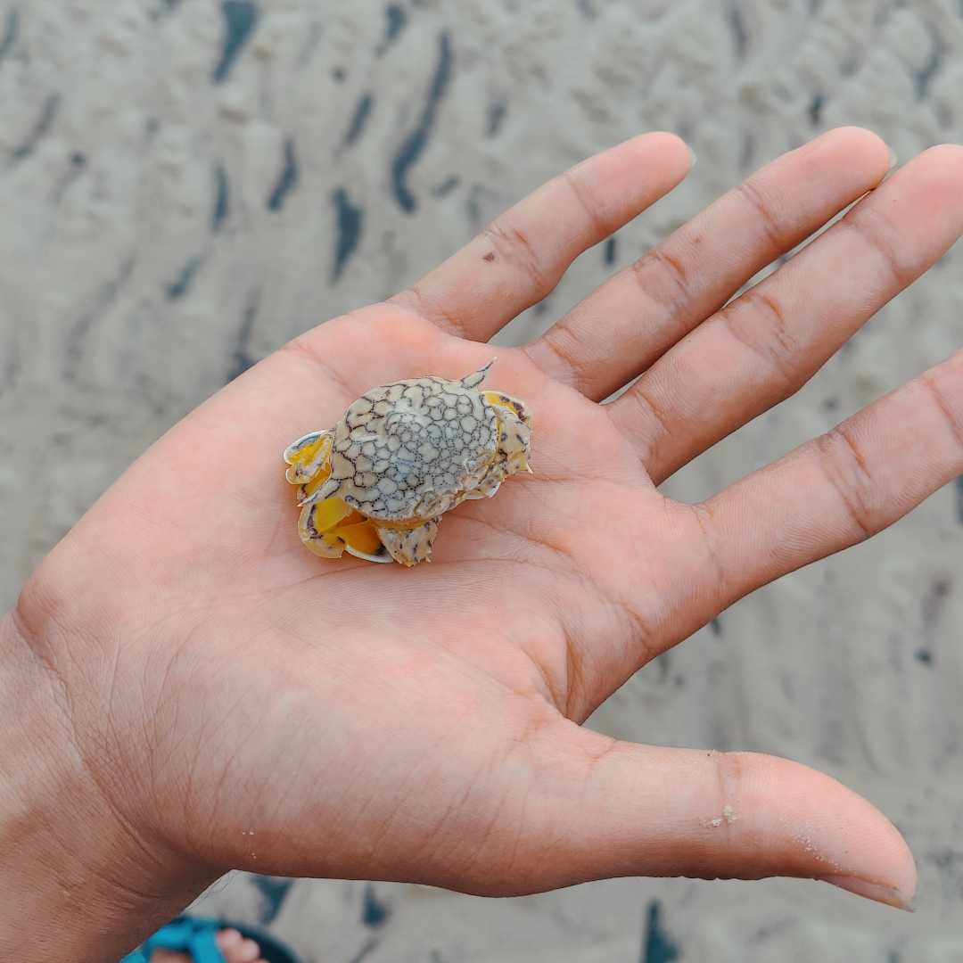 Baby Crab
