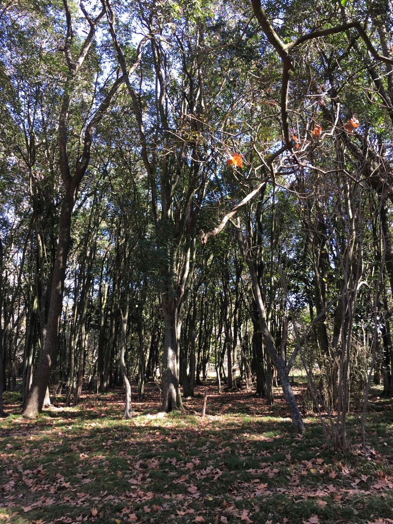 Parque Pereyra Iraola 