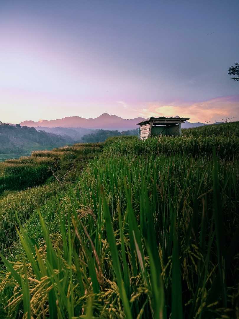 Sawah