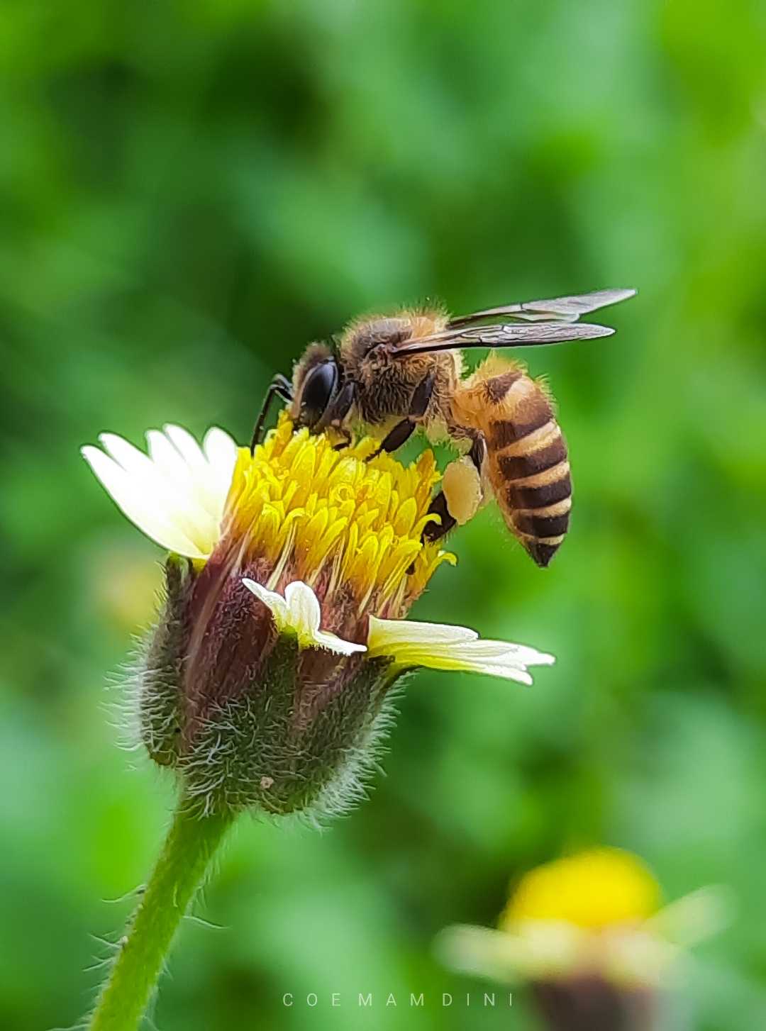 Macro (Nature Flora/Fauna)