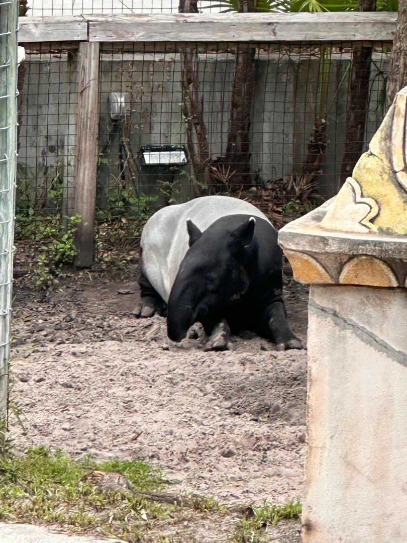 Malayan Tapir 📸