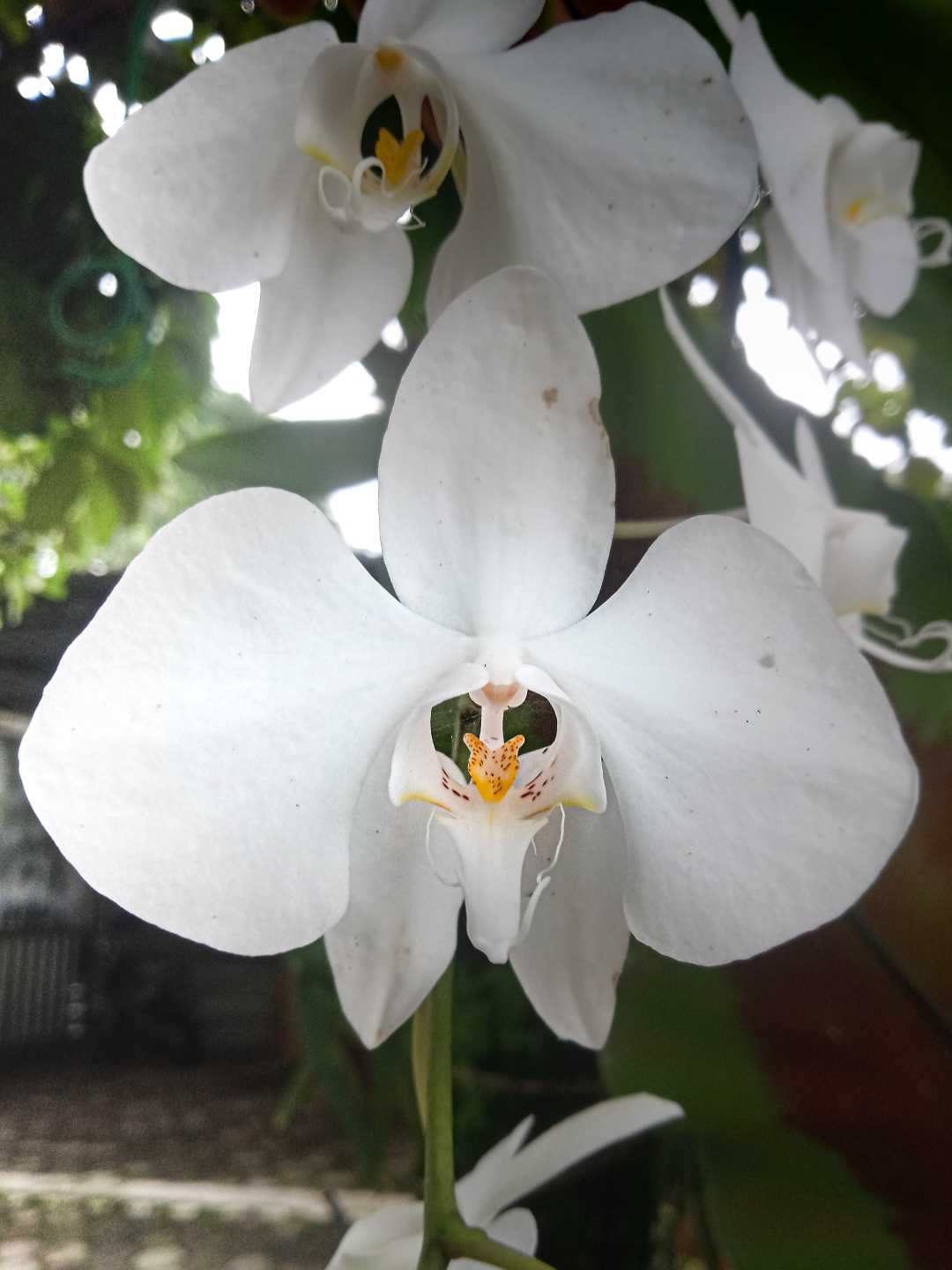 Phalaenopsis Amabilis