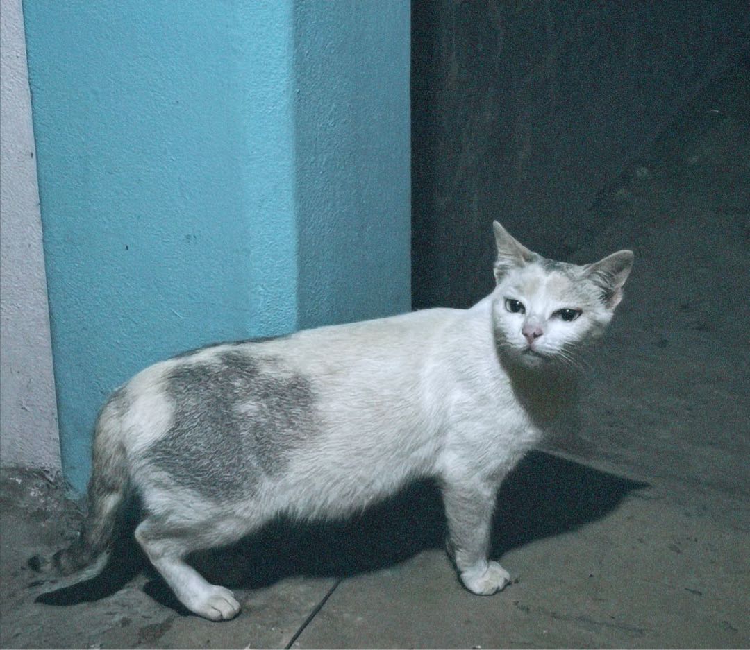 An uninvited guest