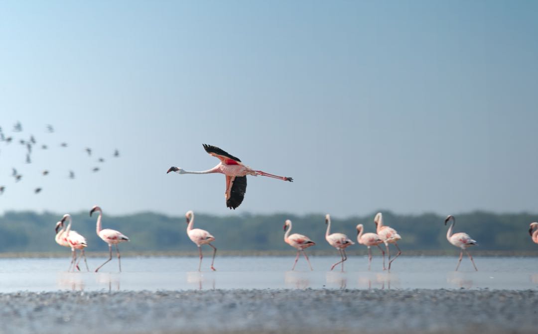 lesser flamingo 
