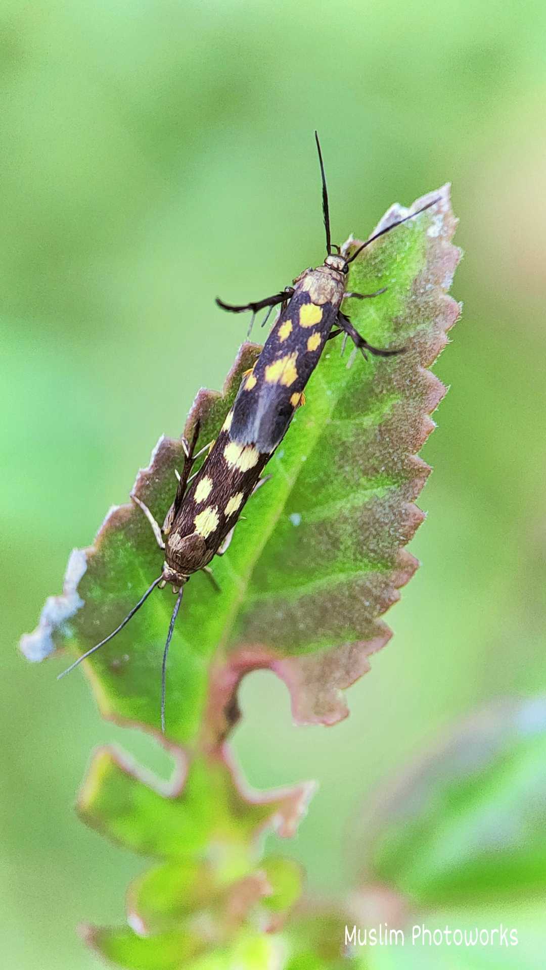 Eretmocera impactella......