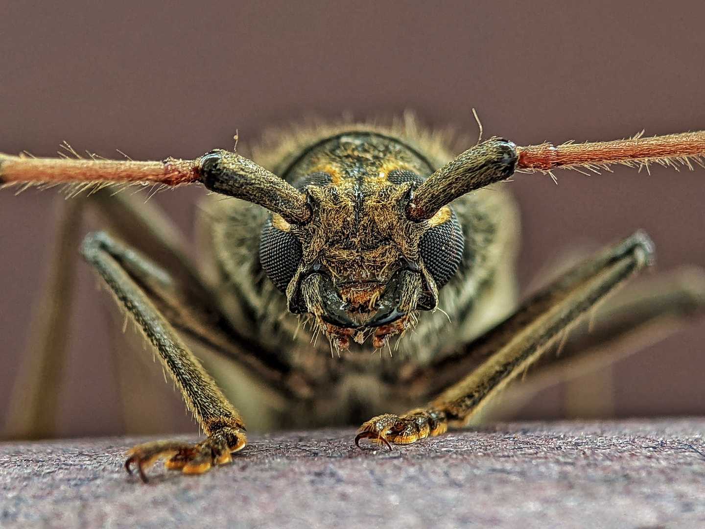 long horn beetle 
