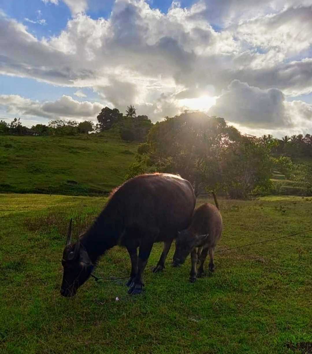 Carabao